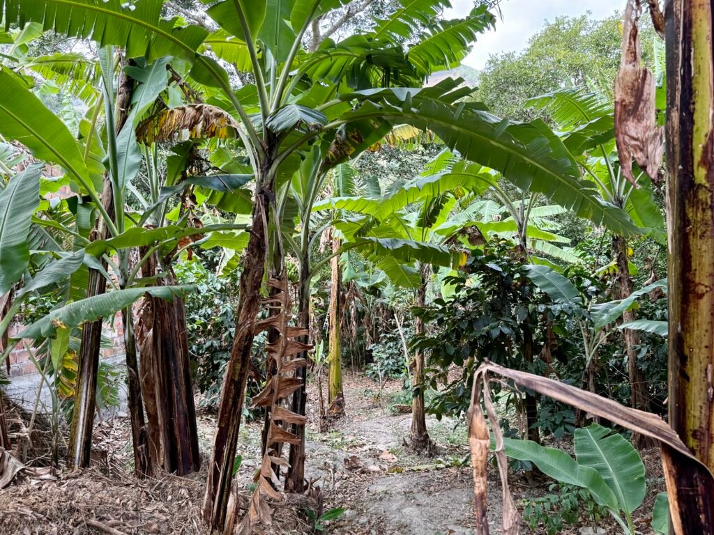Banana plants and greenery in the orchard