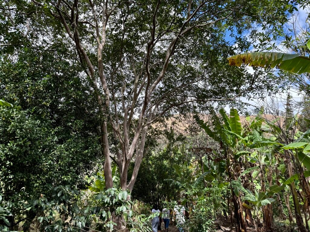Tall trees in the mature orchard