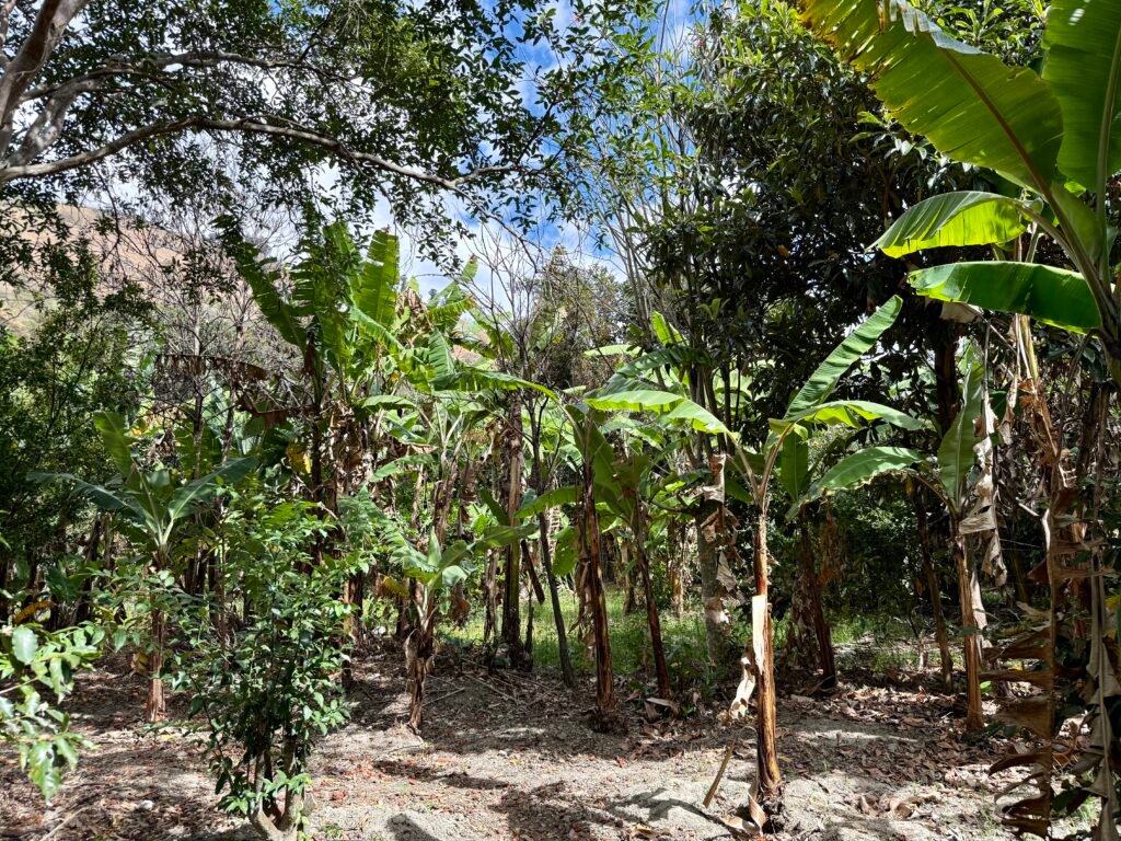 Mature fruit trees in the property orchard