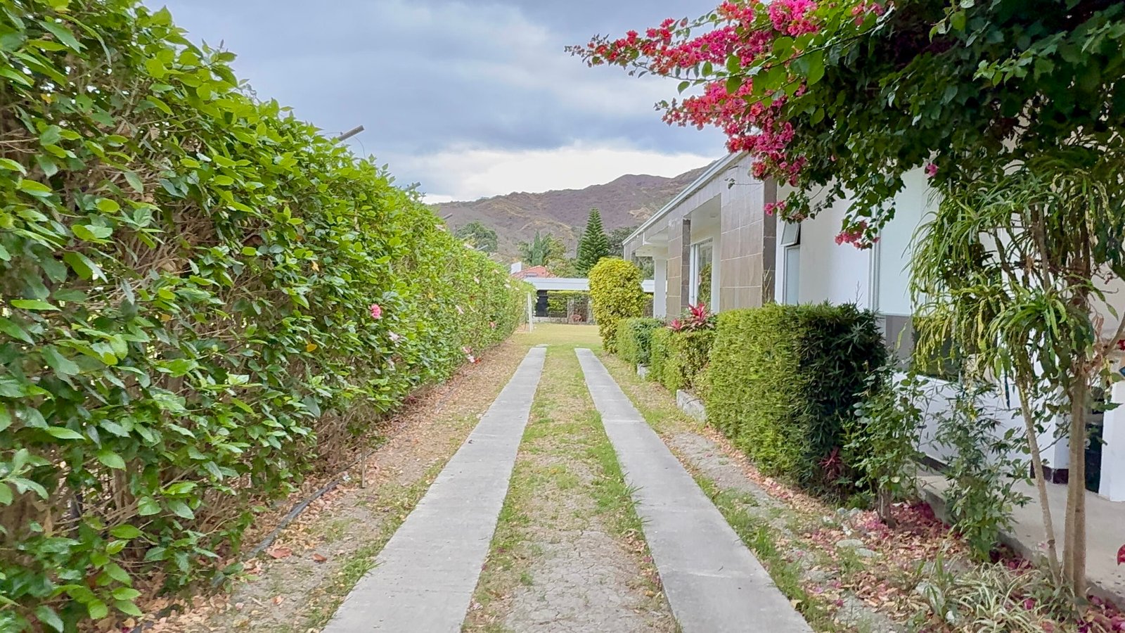 Hedge-lined driveway leading through the property