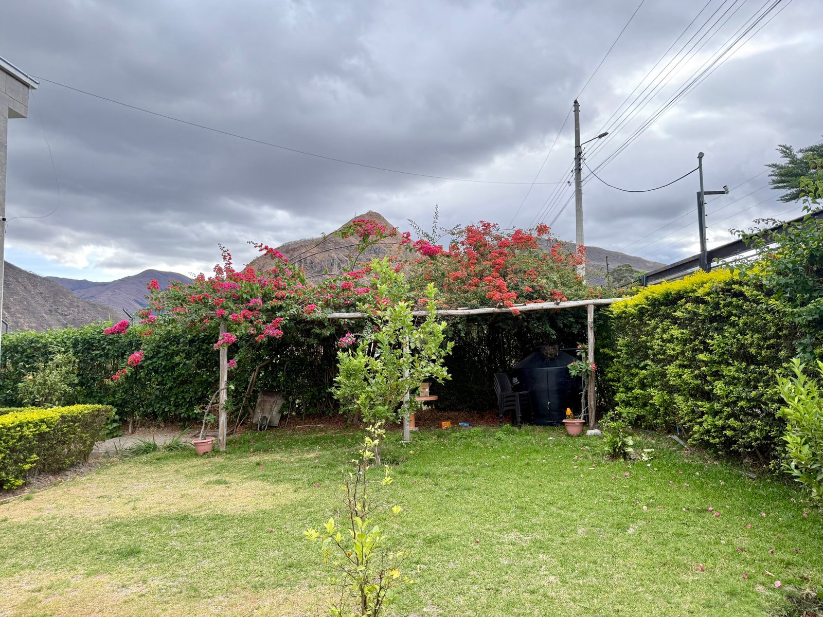 Landscaped garden with flowering trees